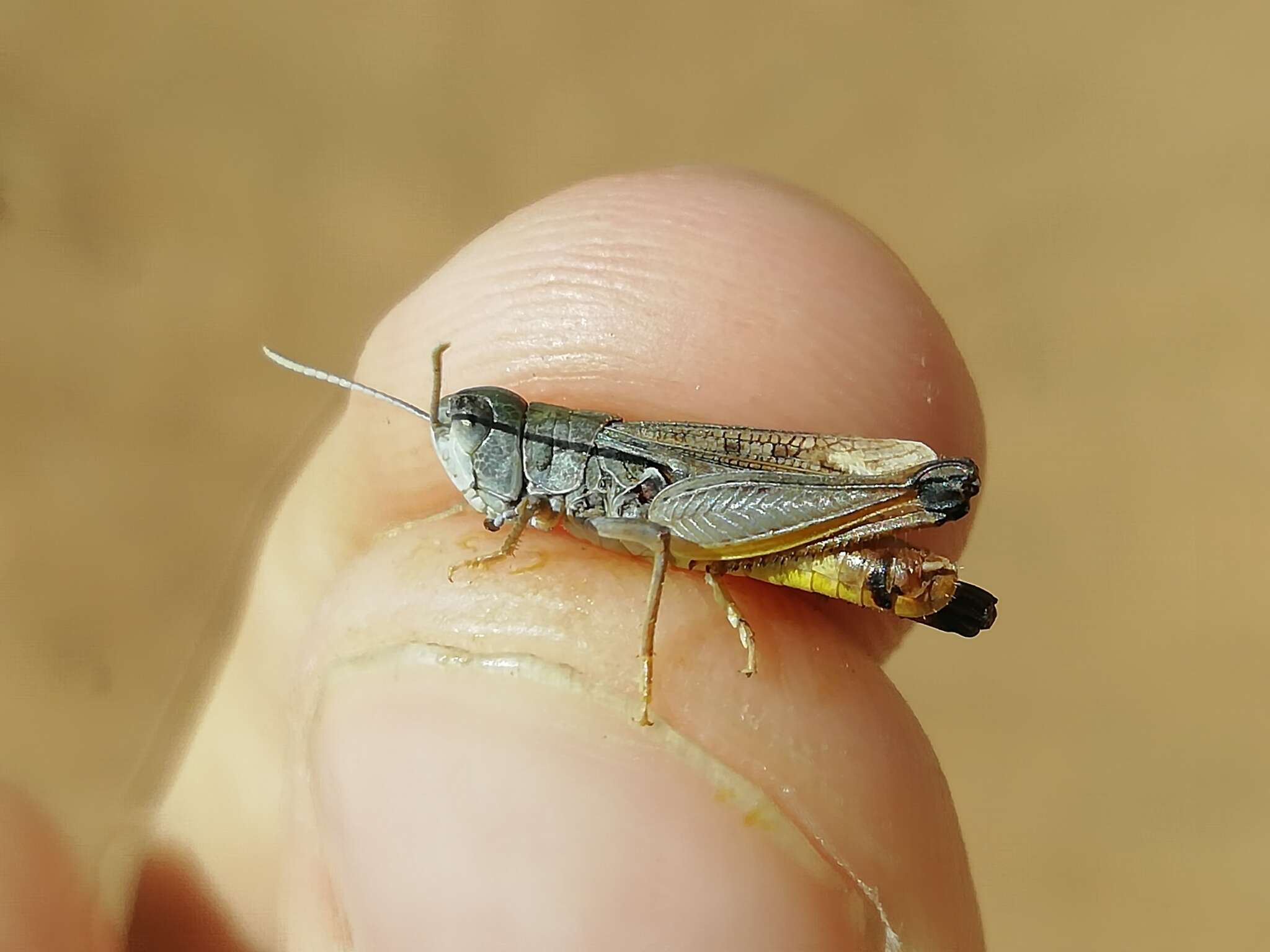 Plancia ëd Myrmeleotettix pallidus (Brunner von Wattenwyl 1882)