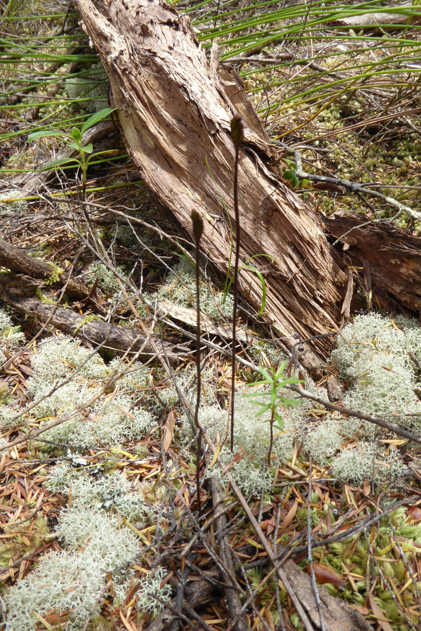 Imagem de Schizaea bifida Willd.