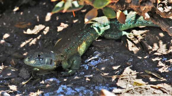 Image of Fitzinger's Tree Iguana