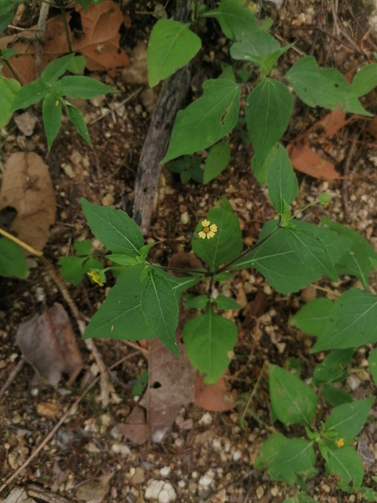 Image of Melampodium nutans Stuessy