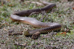 Image of Lowland copperhead