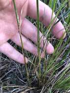 Image of Bunched Beak Sedge