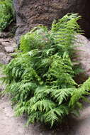 Image of giant chain fern