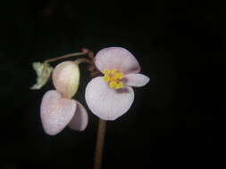 Image of Begonia chongzuoensis Yan Liu, S. M. Ku & C. I Peng