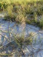 Image of Muhlenbergia capillaris var. capillaris