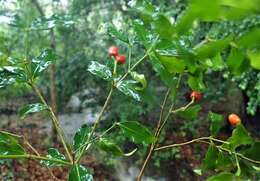 Image de Petchia erythrocarpa (Vatke) A. J. M. Leeuwenberg