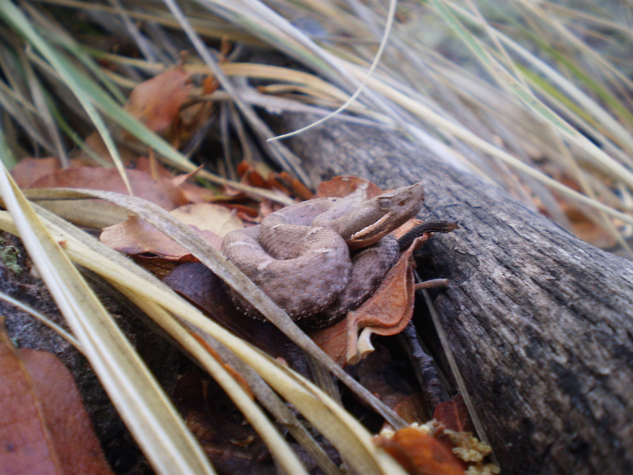 Image of Arizona ridge-nosed rattlesnake