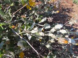 Image of Berkheya fruticosa (L.) Ehrh.