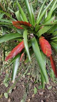 Image of Tillandsia multicaulis Steud.