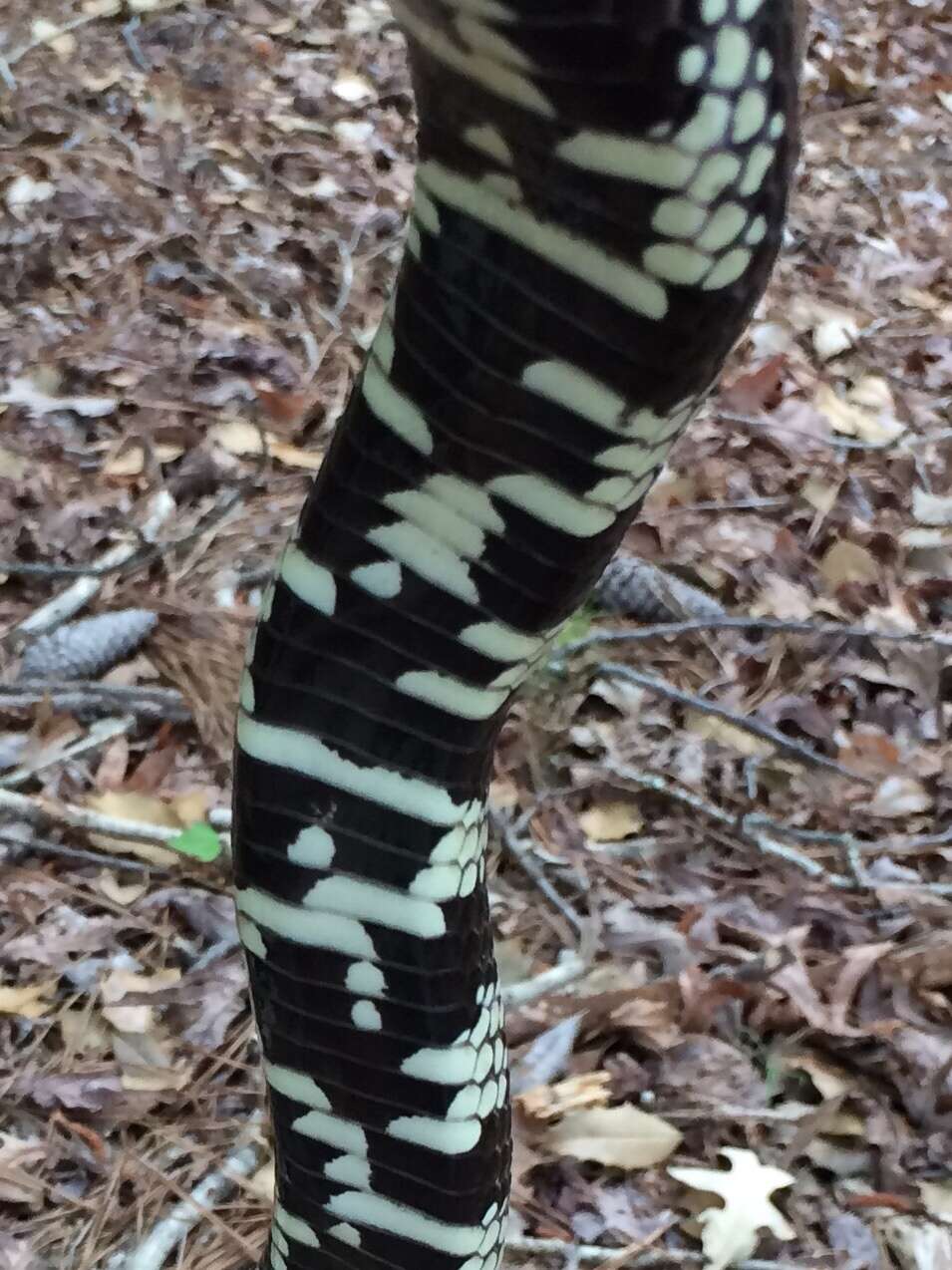 Слика од Lampropeltis getula (Linnaeus 1766)