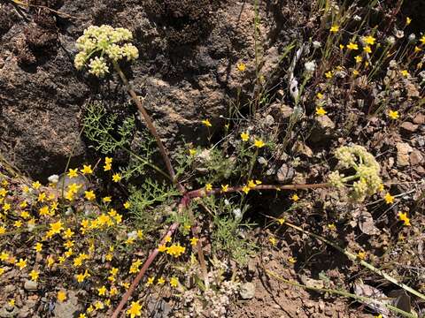 Image of woollyfruit desertparsley