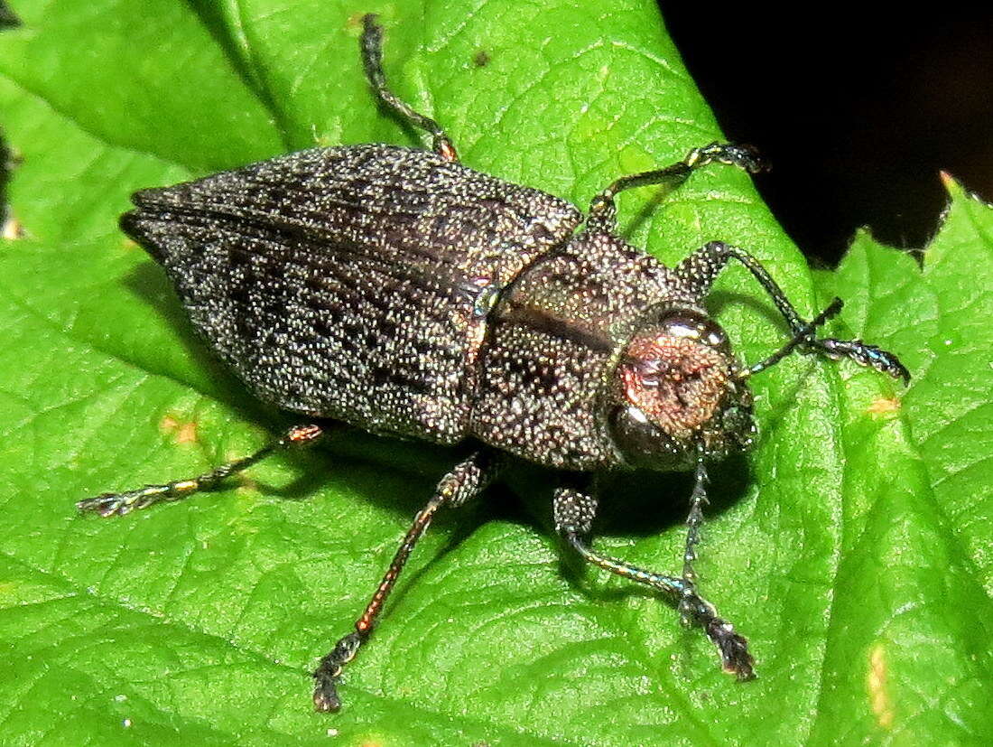 Слика од Poecilonota cyanipes (Say 1823)