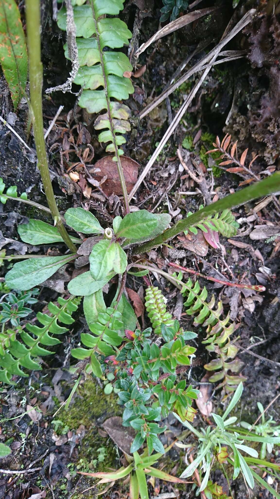Image de Dorobaea pimpinellifolia (Kunth) B. Nord.