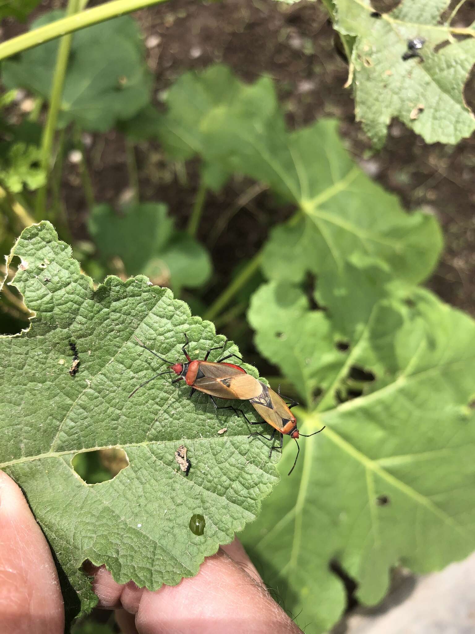 Image of Red bug