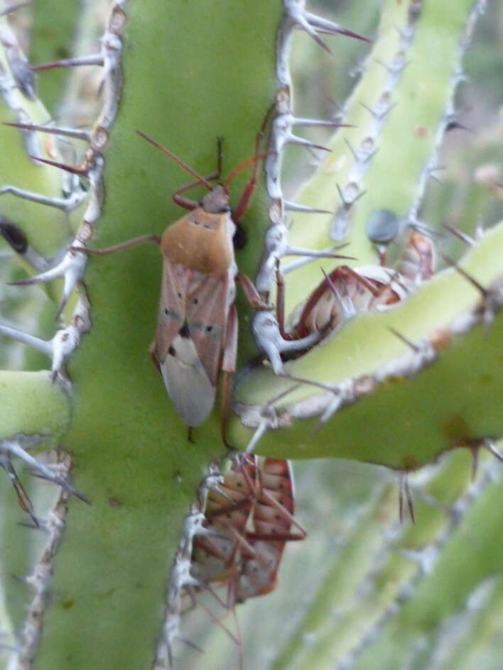 Image of Microspilus ruficornis Lethierry 1881