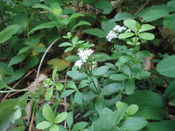 Image of Galium platygalium (Maxim.) Pobed.