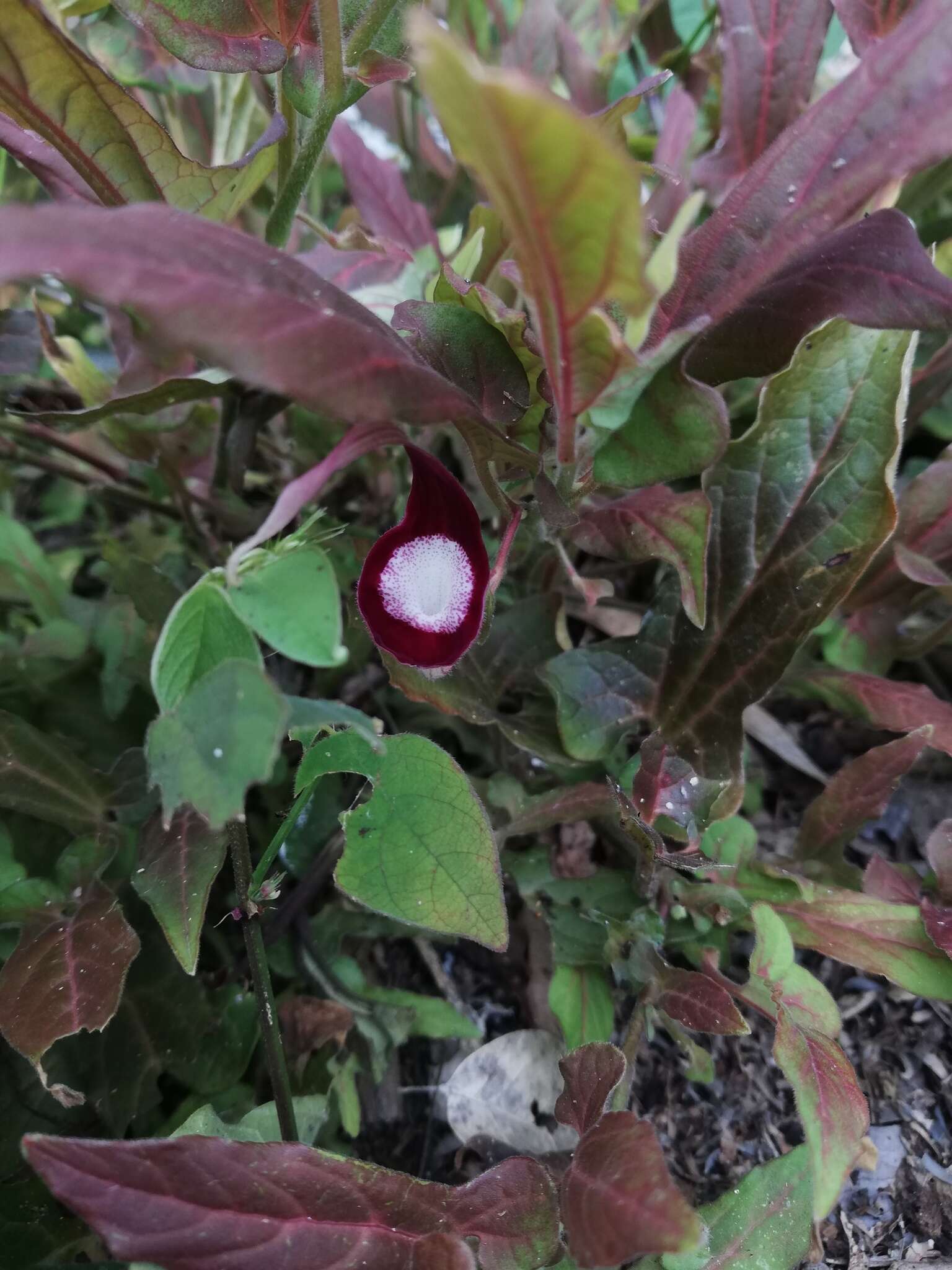 Image of Aristolochia nelsonii Eastwood