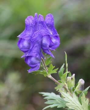 Imagem de Aconitum japonicum subsp. maritimum (Nakai ex Tamura & Namba) Y. Kadota