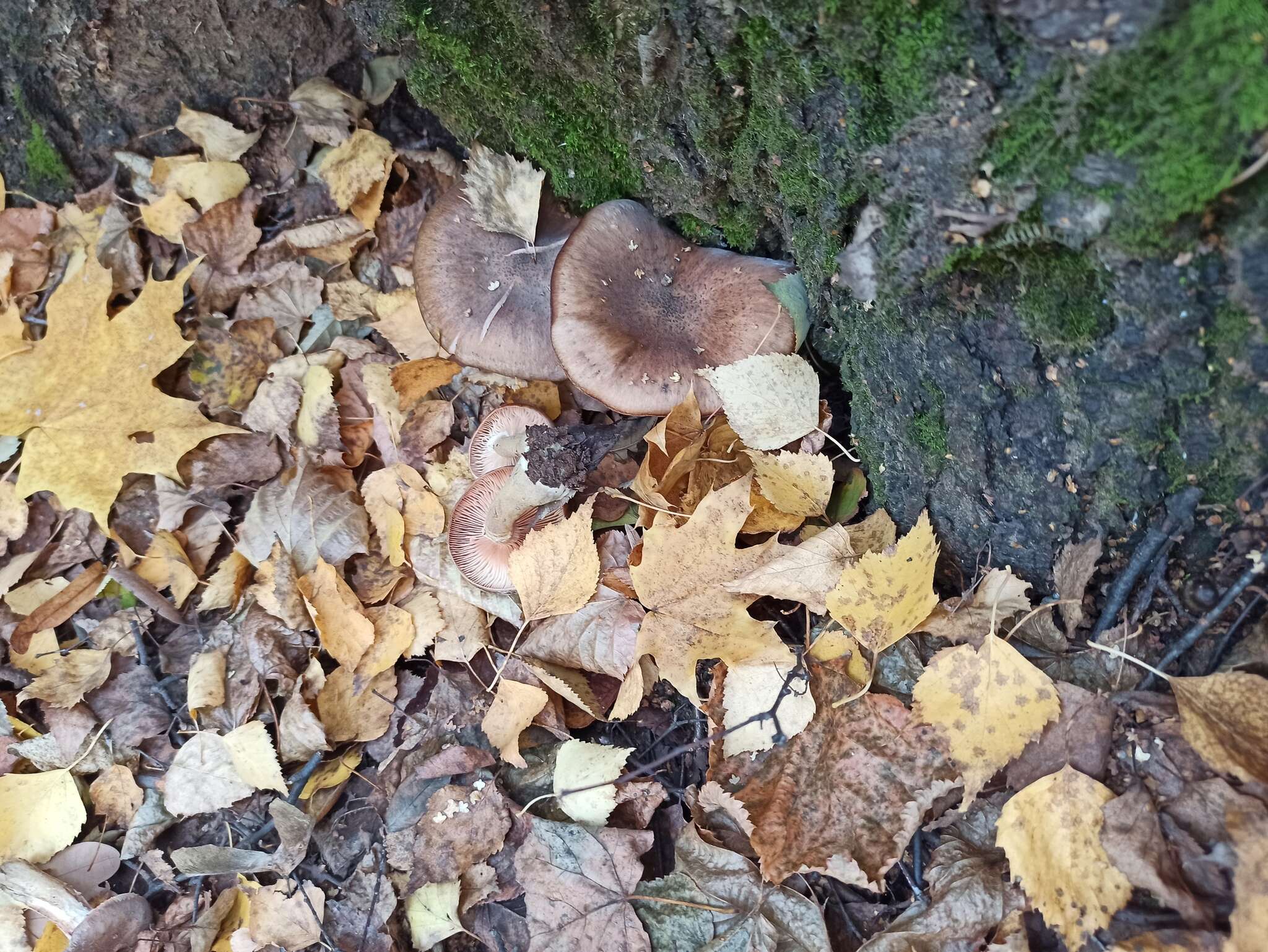 Imagem de Armillaria cepistipes Velen. 1920