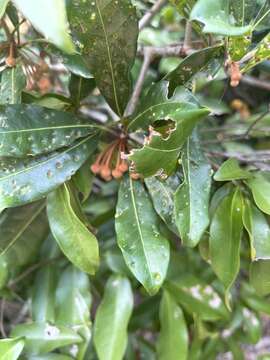 Image of Vitellariopsis marginata (N. E. Br.) Aubrév.