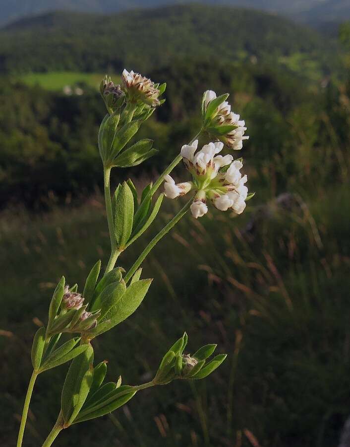 Plancia ëd <i>Lotus germanicus</i>