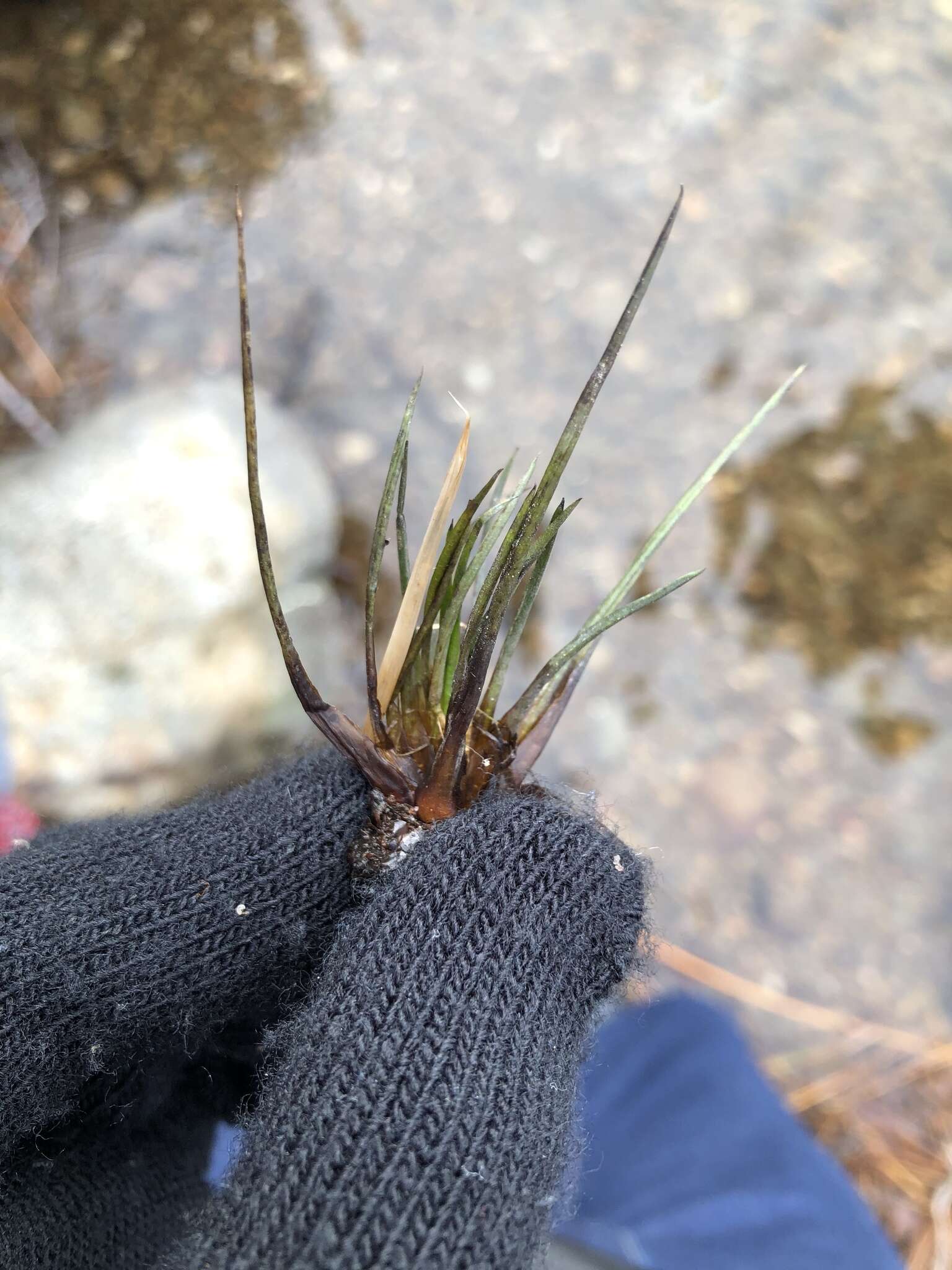Image of Spike Quillwort