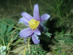 صورة Pulsatilla tenuiloba (Hayek) Juzepczuk