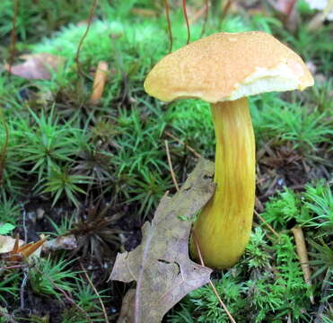 Image of Aureoboletus roxanae (Frost) Klofac 2010