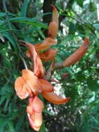 Image of Strongylodon madagascariensis Baker