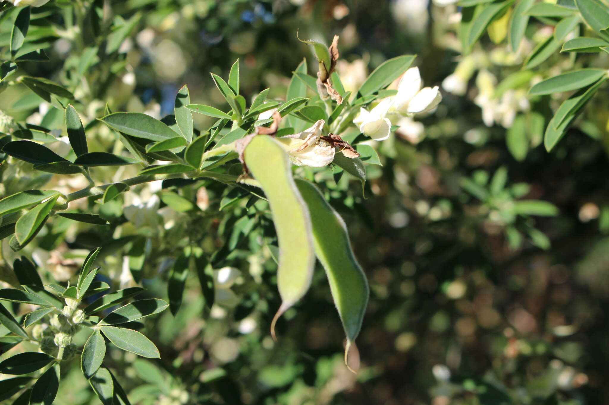 Image of <i>Chamaecytisus prolifer</i>