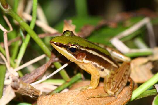 Image of Taipei frog