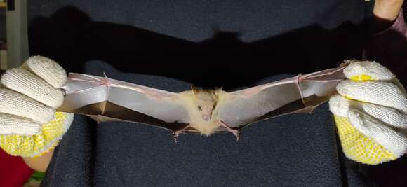 Image of Minute Fruit Bat