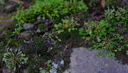 Image of Crassula dentata Thunb.