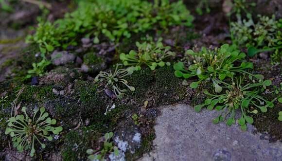 Image of Crassula dentata Thunb.