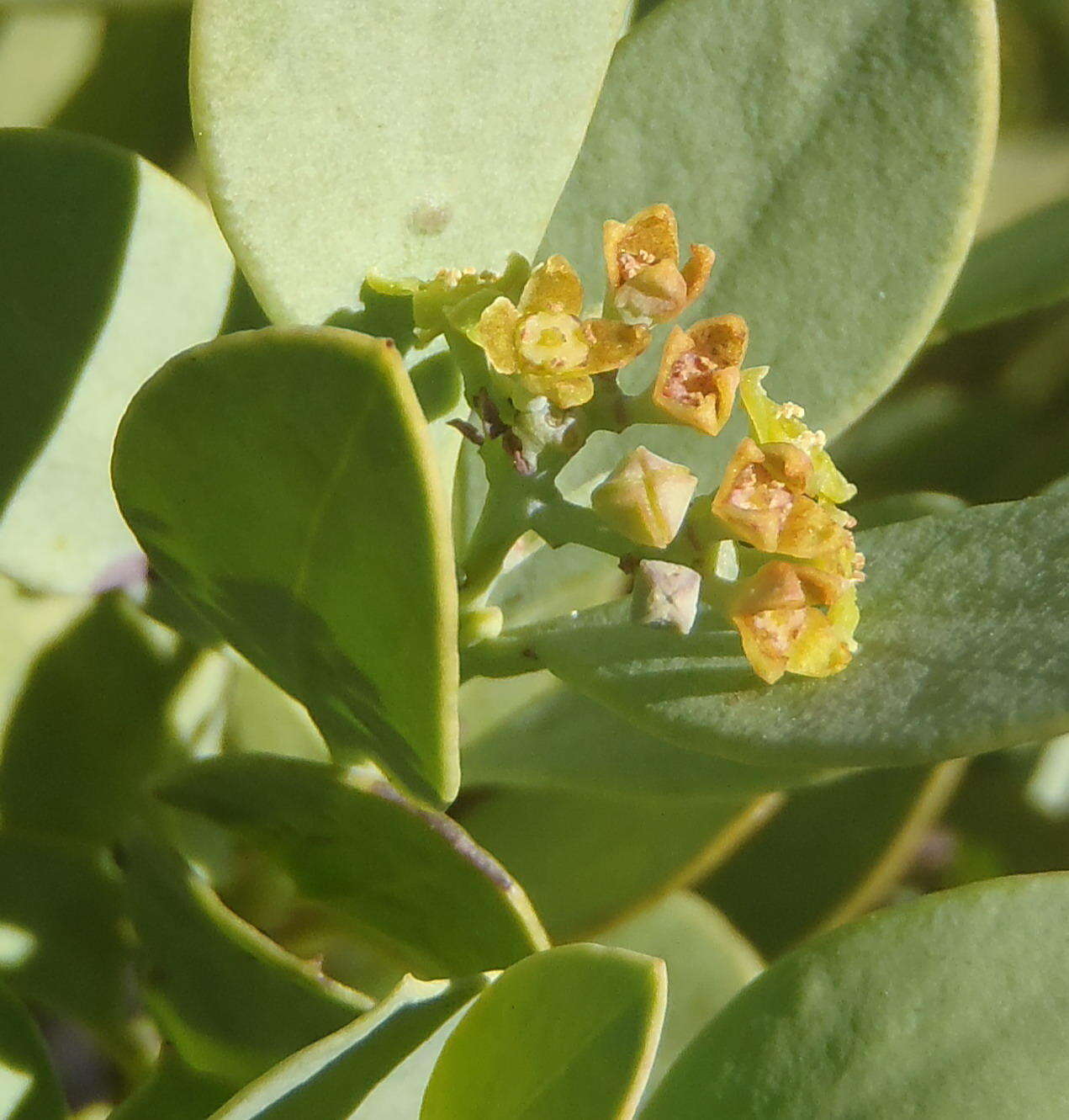 Image of Coastal tannin-bush