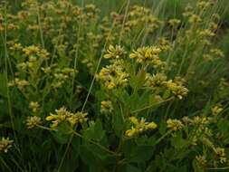 Image of Pearsonia cajanifolia (Harv.) Polhill