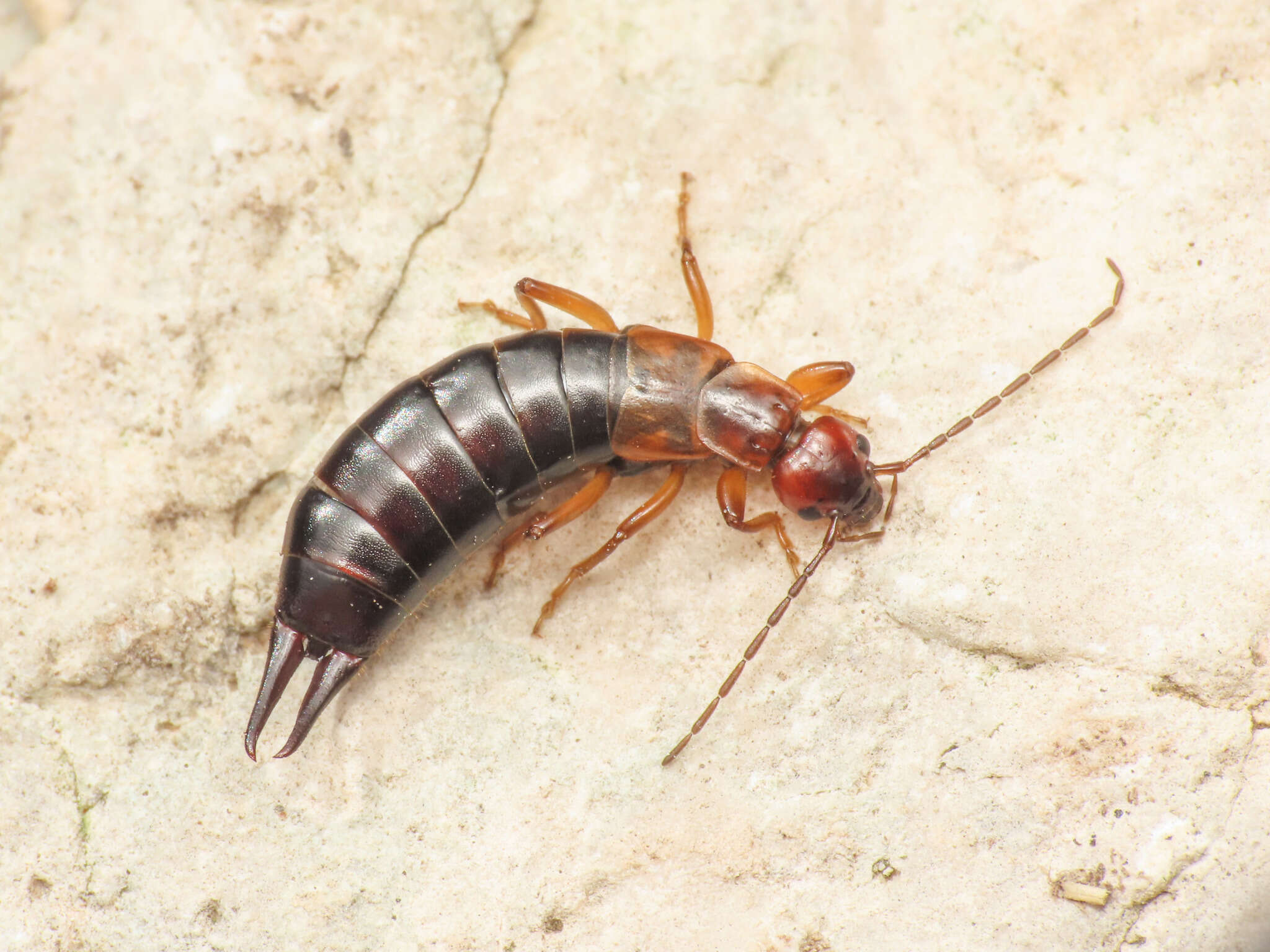 Image of Pseudochelidura orsinii (Géné 1832)