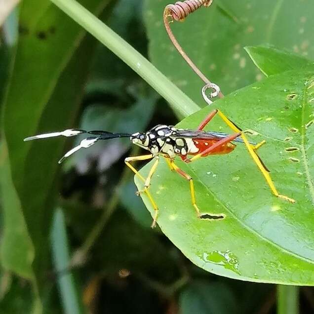 صورة Holhymenia clavigera (Herbst 1784)