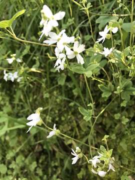 Image of hillside woodland-star