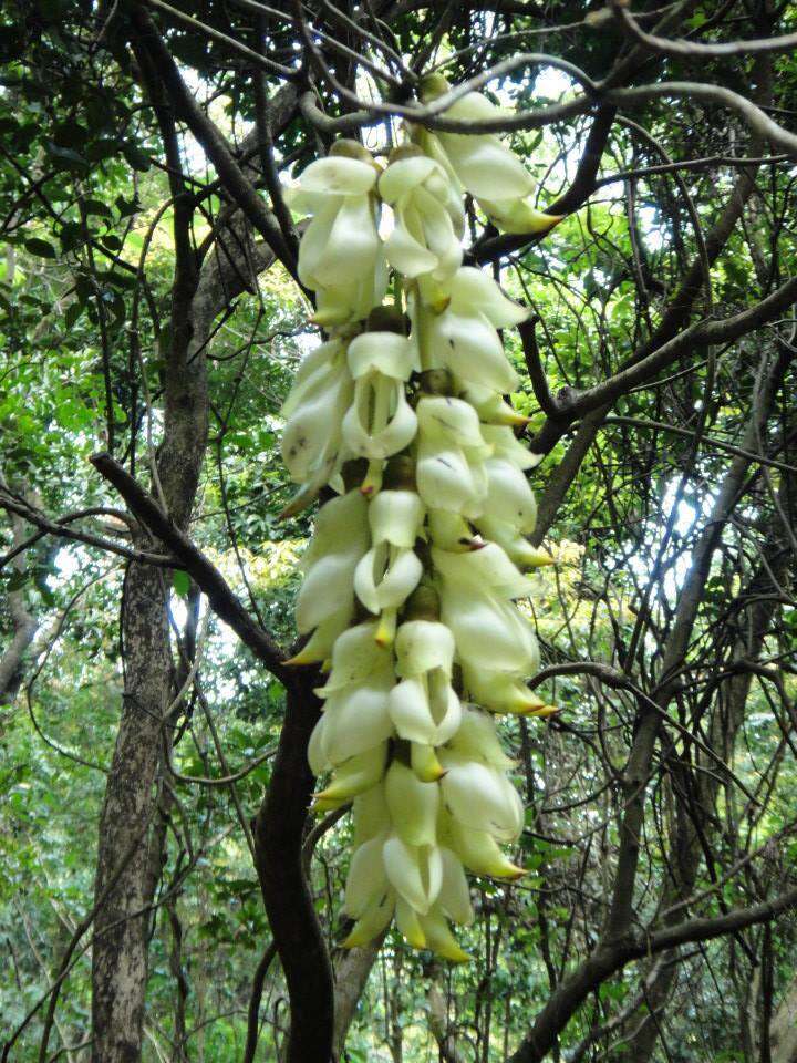 Слика од Mucuna birdwoodiana Tutcher