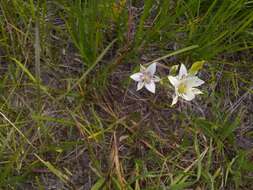 Image de Calochortus lyallii Baker