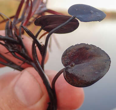 Image of Variable-Leaf Water-Hyacinth