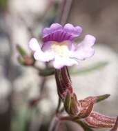 Image of Chaenorhinum origanifolium (L.) Fourr.