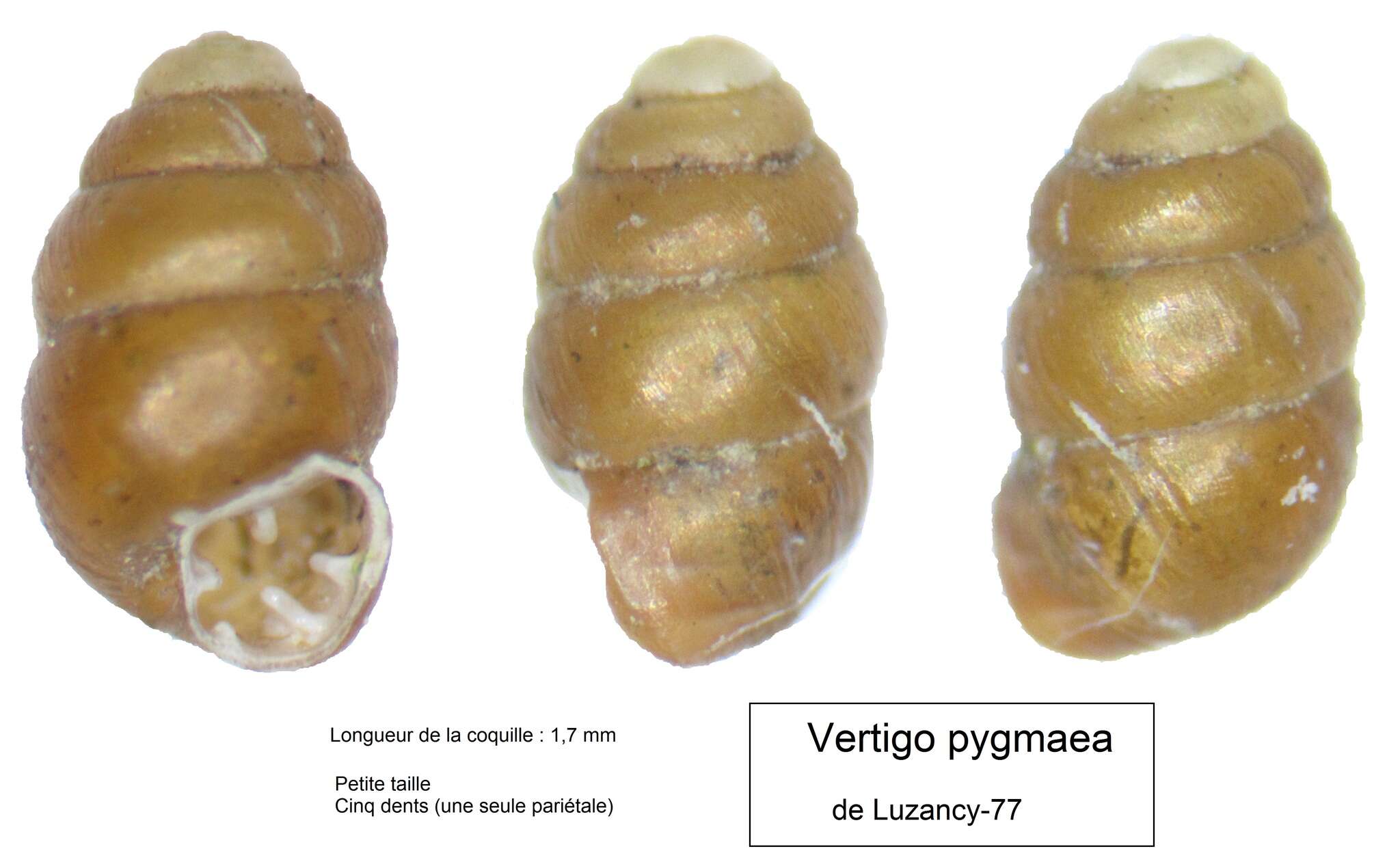 Image of Vertigo pygmaea (Draparnaud 1801)