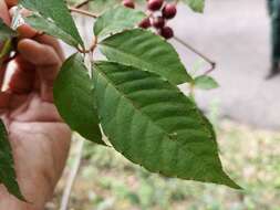 Image of Tetrastigma rumicispermum (Laws.) Planch.