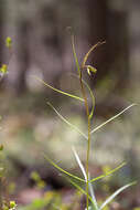 Слика од Fritillaria usuriensis Maxim.