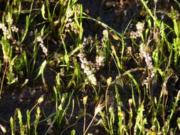 Image of coral necklace