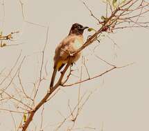 Image of White-eyed Bulbul