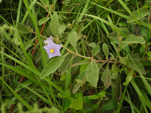 Image de Solanum campylacanthum subsp. campylacanthum