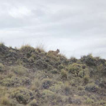 Imagem de Puma concolor concolor (Linnaeus 1771)